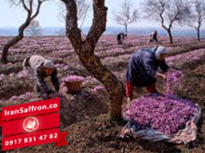 صادرات زعفران تولیدی ایران به هند