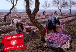 You are currently viewing صادرات زعفران تولیدی ایران به هند
