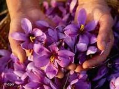 توزیع زعفران مرغوب در چالوس