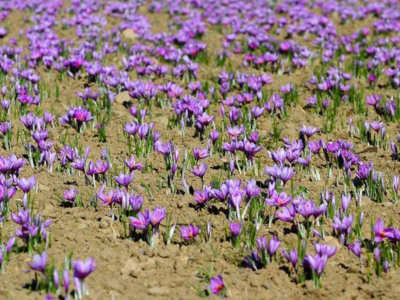 تقاضا زعفران عمده در یزد