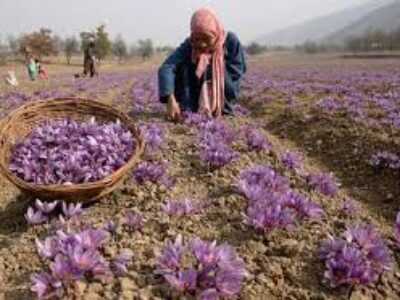 قیمت خرید زعفران مرغوب از کشاورزان
