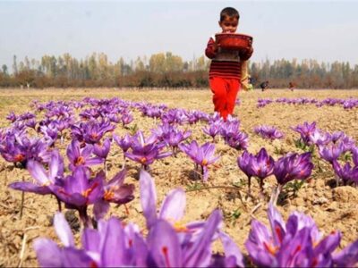 خرید زعفران پوشالی در یزد