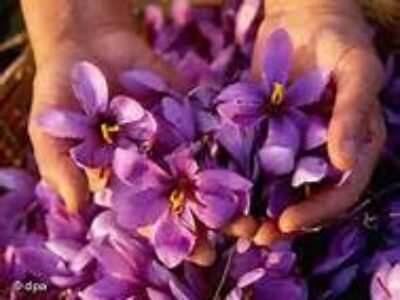 توزیع زعفران قائنات در آمل