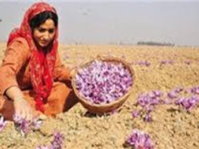 خرید پیاز زعفران خوب در همدان