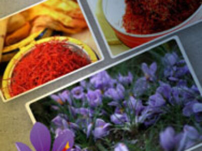 گیاه صادراتی زعفران ایرانی