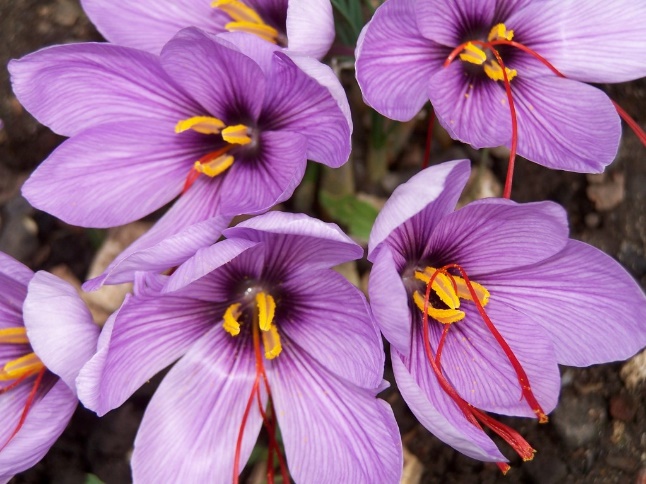 You are currently viewing صادرات زعفران عمده و فله با بهترین کیفیت