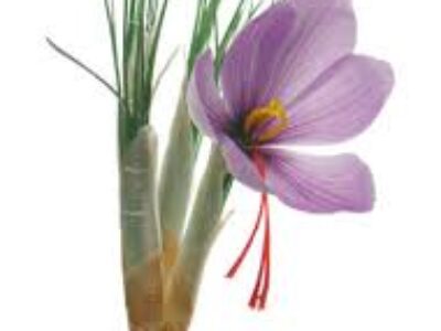 کاشت پیاز اصلاح شده زعفران در بروجرد