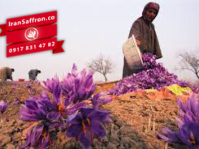محصولات شرکت افغان زعفران در چین