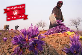 You are currently viewing محصولات شرکت افغان زعفران در چین