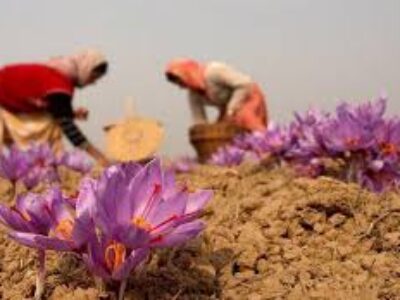 تولیدی زعفران اصل ایرانی