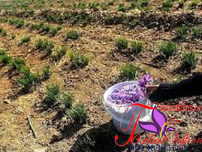 کشت مرغوب ترین پیاز گل زعفران در زنجان