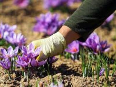 طرز کاشت پیاز گل زعفران مرغوب در زنجان