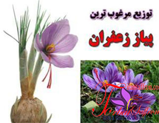 You are currently viewing کشت بهترین نوع پیاز زعفران در یزد