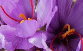 You are currently viewing مشخصات انواع مختلف زعفران ایرانی