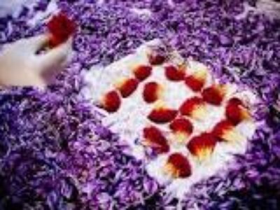 نمایندگی فروش زعفران صادراتی در کردستان