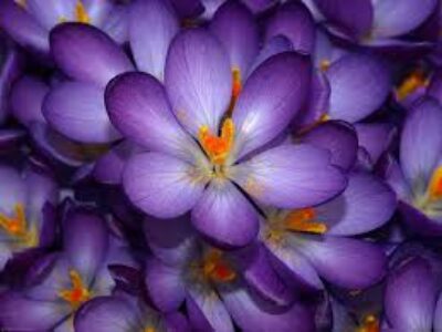 مهم ترین فواید گل زعفران