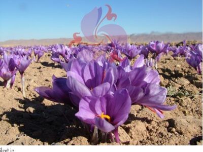 توزیع زعفران نفیس در سراسر کشور