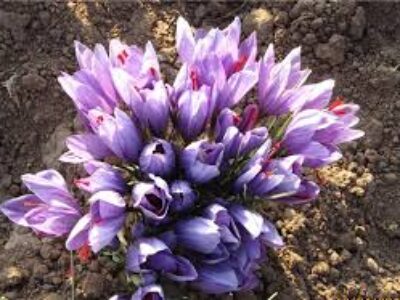 نرخ باکیفیت ترین پیاز گل زعفران به روز