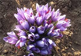 You are currently viewing نرخ باکیفیت ترین پیاز گل زعفران به روز