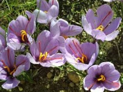 قیمت پیاز گل زعفران خوب در همدان