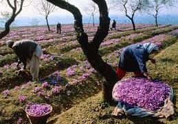 You are currently viewing قیمت انواع زعفران نگین با کیفیت