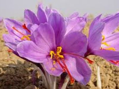 نرخ باکیفیت ترین پیاز گل زعفران مرغوب