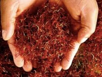 صادرات کلی بذر زعفران اسپانیا