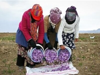 خرید و فروش زعفران در همدان