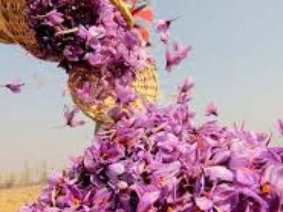 نگهداری پیاز گل زعفران مرغوب قائنات