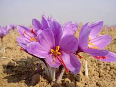 کاشت پیاز زعفران مرغوب در قزوین