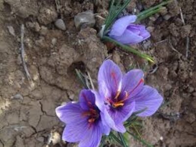 کشت پیاز گل زعفران مرغوب در زاهدان