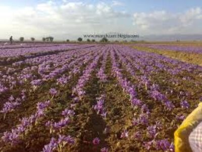 نرخ باکیفیت ترین پیاز زعفران مرغوب ایران