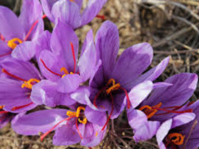 صادرات انواع زعفران دخترپیچ