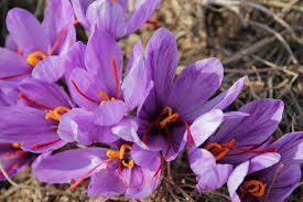 You are currently viewing صادرات انواع زعفران دخترپیچ
