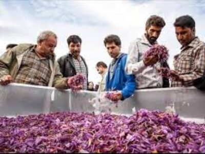 شرکت خرید زعفران فله از تولیدکنندگان قائنات