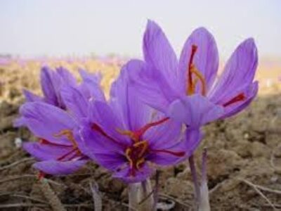 خرید پیاز گل زعفران مرغوب در مشهد