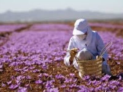 صادرات زعفران به امارات متحده
