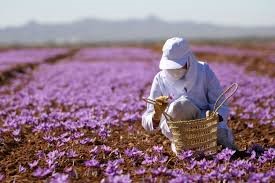 You are currently viewing صادرات زعفران به امارات متحده