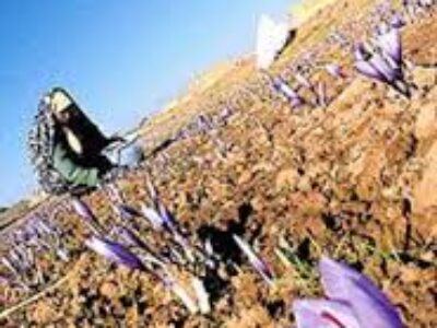 خرید بهترین پیاز گل زعفران در مشهد
