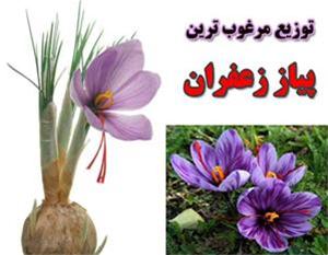 You are currently viewing خرید پیاز زعفران ممتاز تربت حیدریه