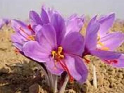 خرید زعفران باکیفیت در تربت جام