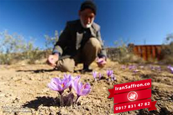 You are currently viewing خرید اینترنتی زعفران سفید فله ای در مشهد