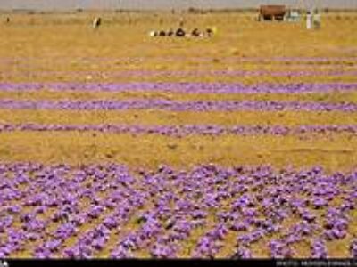 فروش زعفران ایرانی در عراق