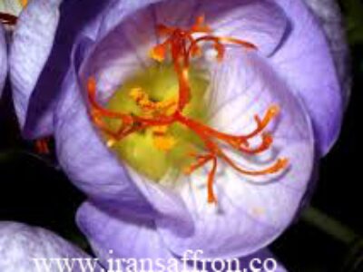 صادرات زعفران مصطفوی در بسته بندی گرمی