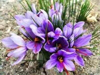 صادرات زعفران ایرانی نگین پوشال