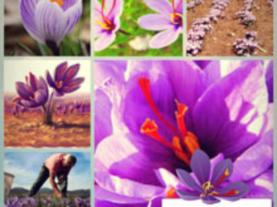 دنیای انواع گل زعفران