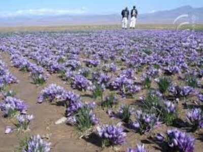 قیمت زعفران درجه یک در ایران
