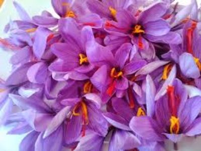 سایت فروش انواع زعفران فله تربت حیدریه