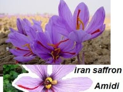 آغاز فروش گسترده زعفران مرغوب در ایران
