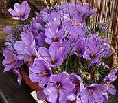 You are currently viewing توزیع گل های زعفران با قیمت ارزان